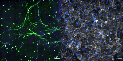 Microscopy image, side by side